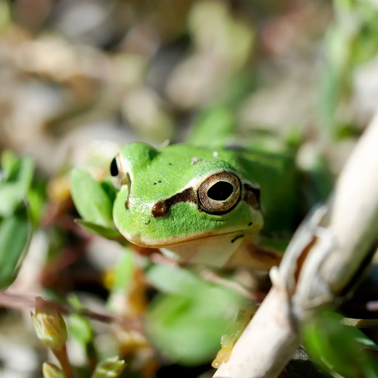 目覚めたアマガエル