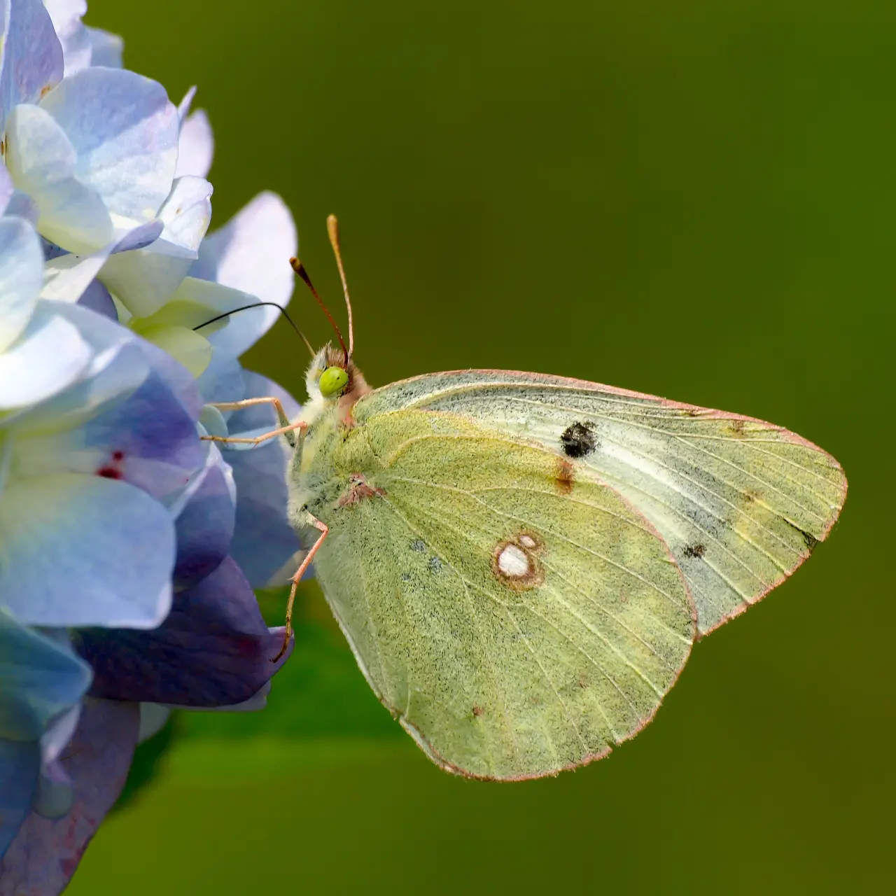 アジサイの蜜を吸うモンキチョウ