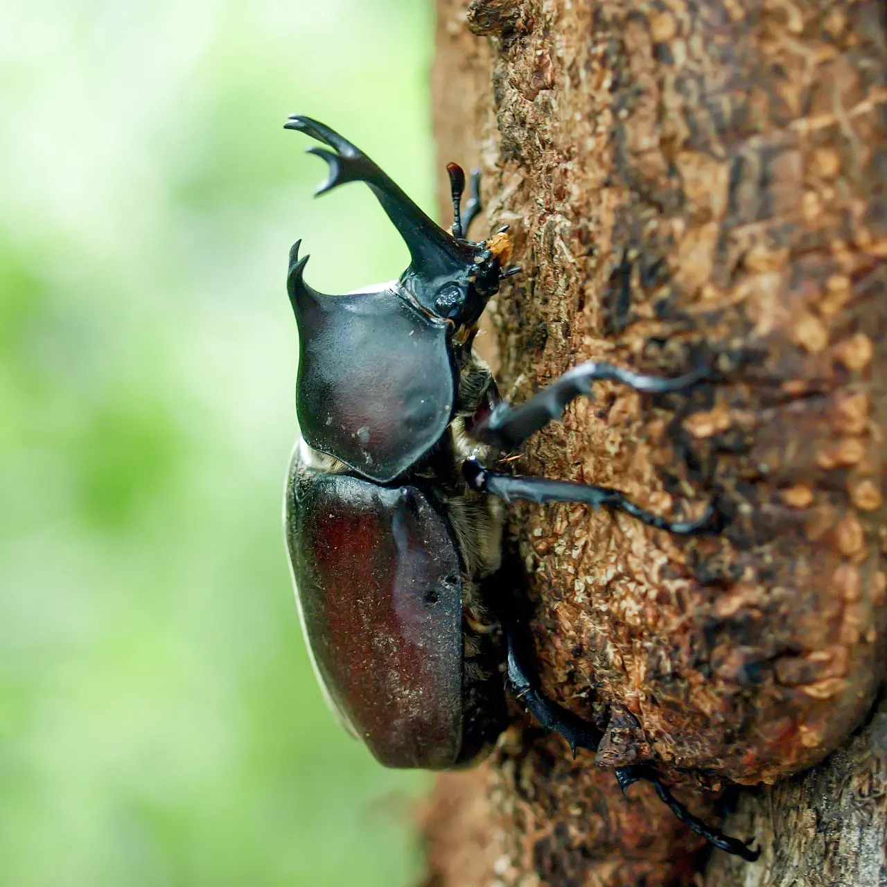 樹液を吸うカブトムシ