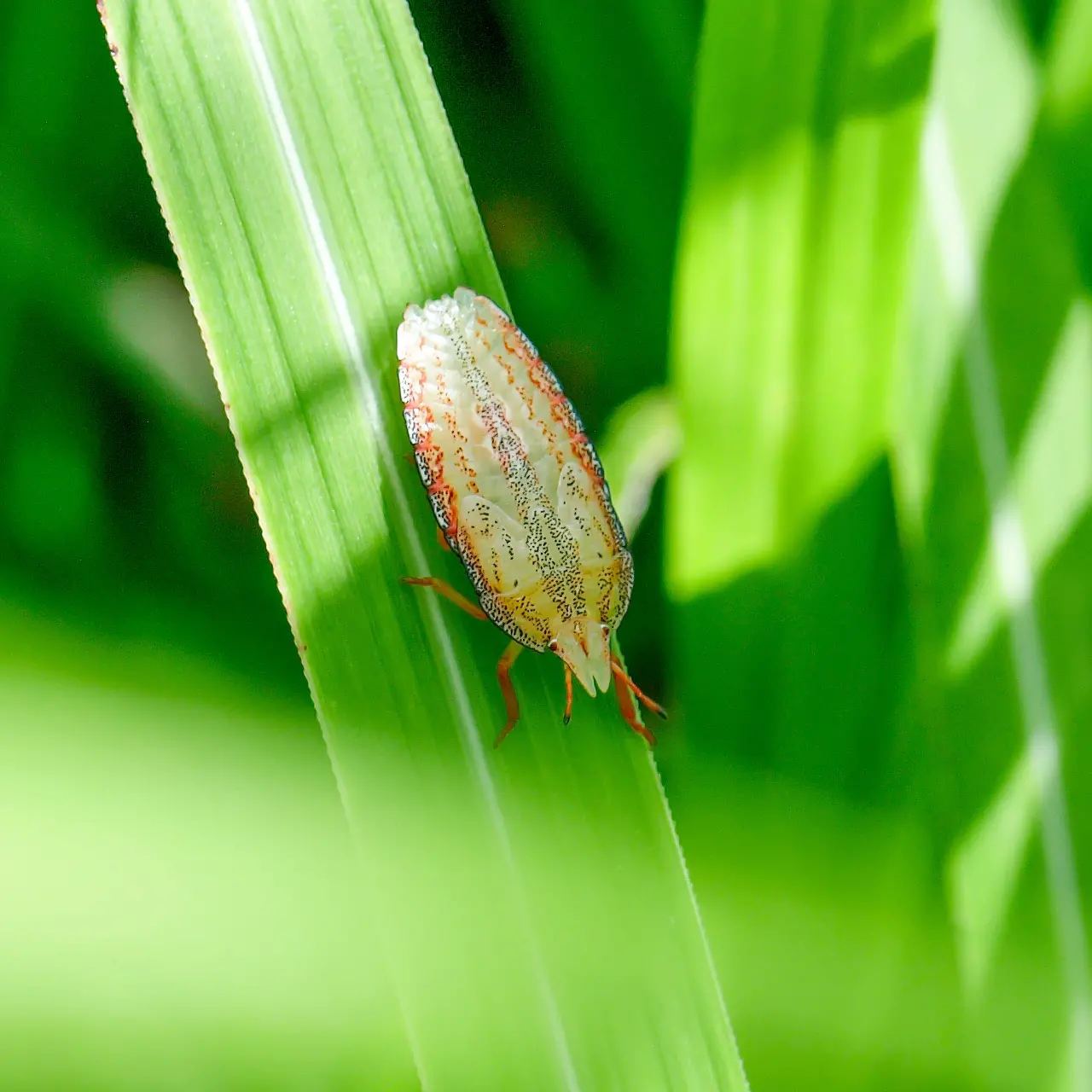 草陰でじっとするエビイロカメムシ