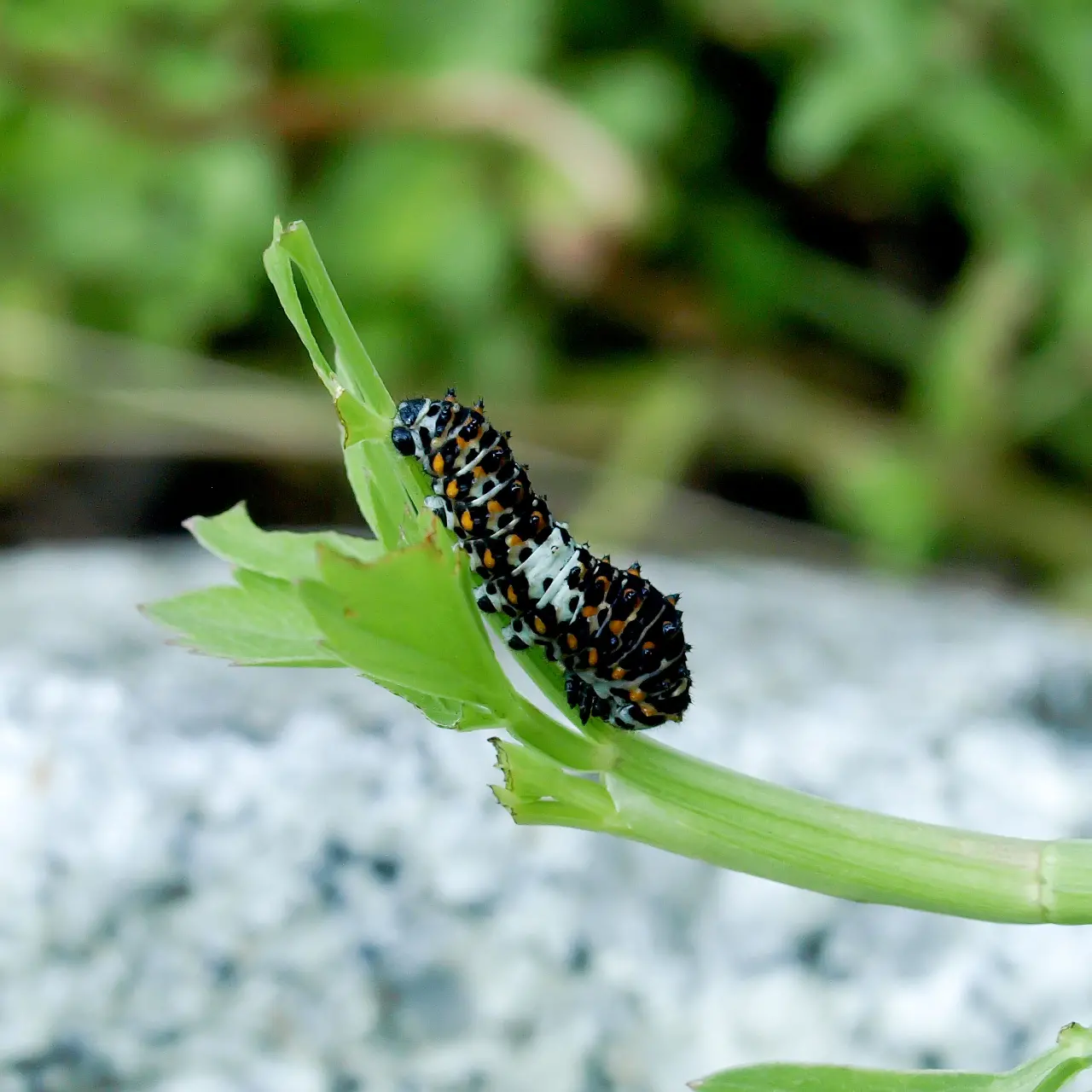 セリの仲間を食すキアゲハの幼虫