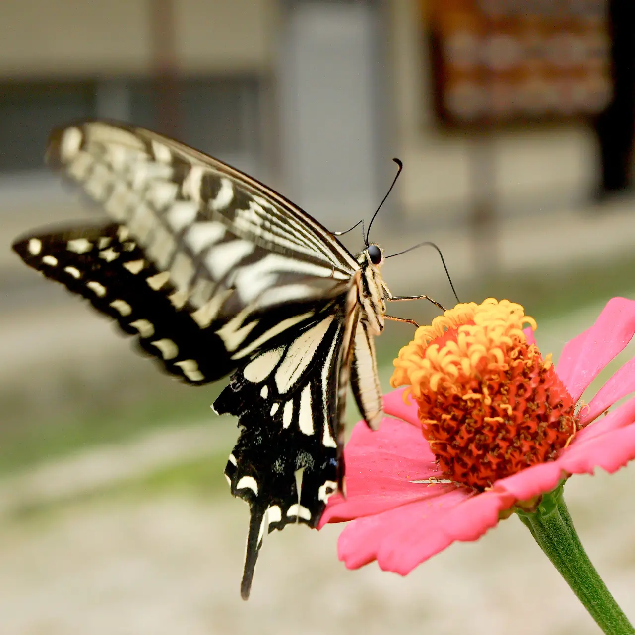 吸蜜するアゲハチョウ