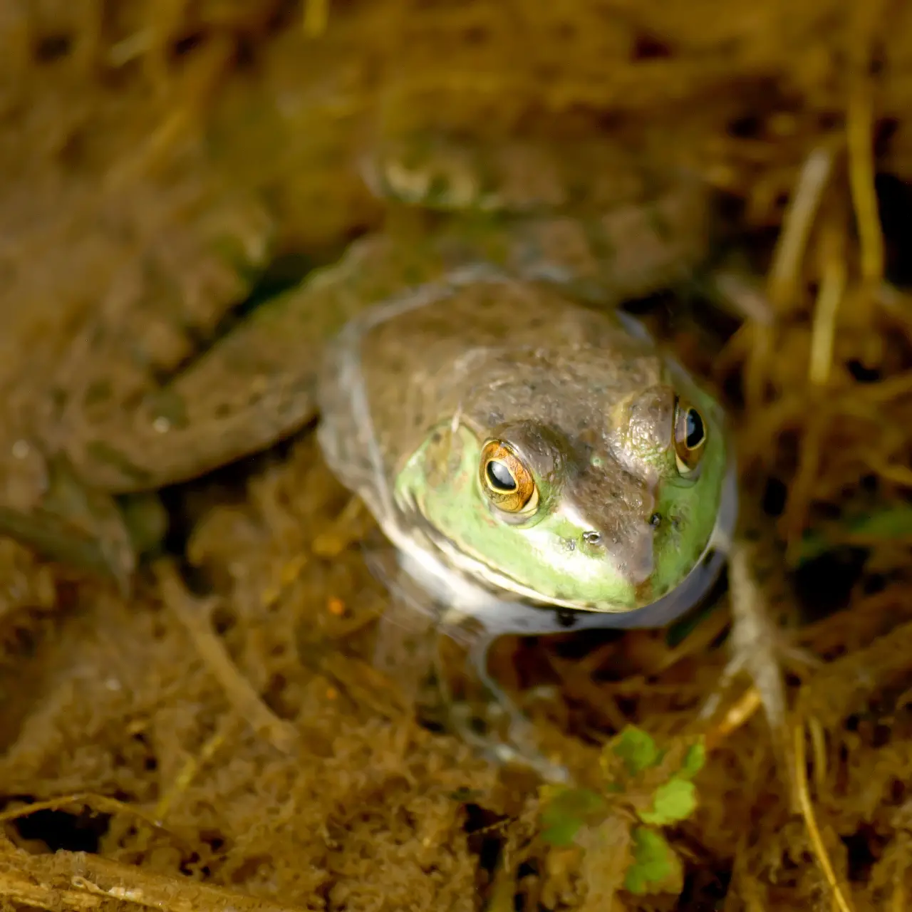 水辺で佇むウシガエル