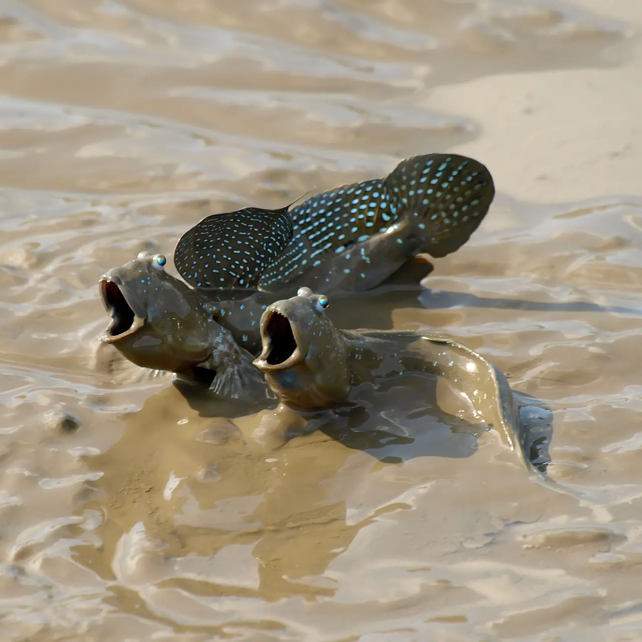 魚類