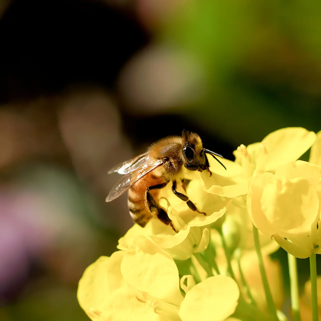菜の花によるセイヨウミツバチ