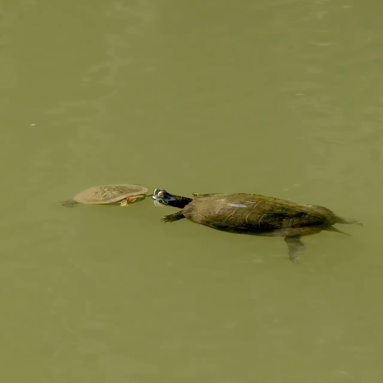 2月でも元気に泳ぐアカミミガメ