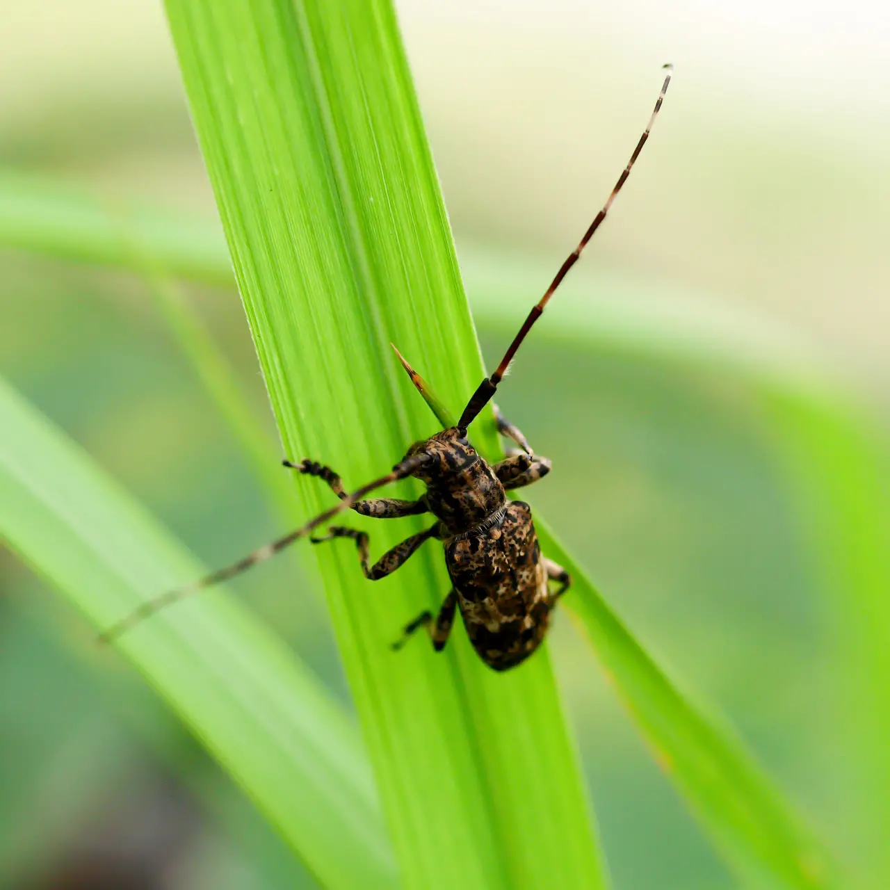 茅にしがみつくナガゴマフカミキリ