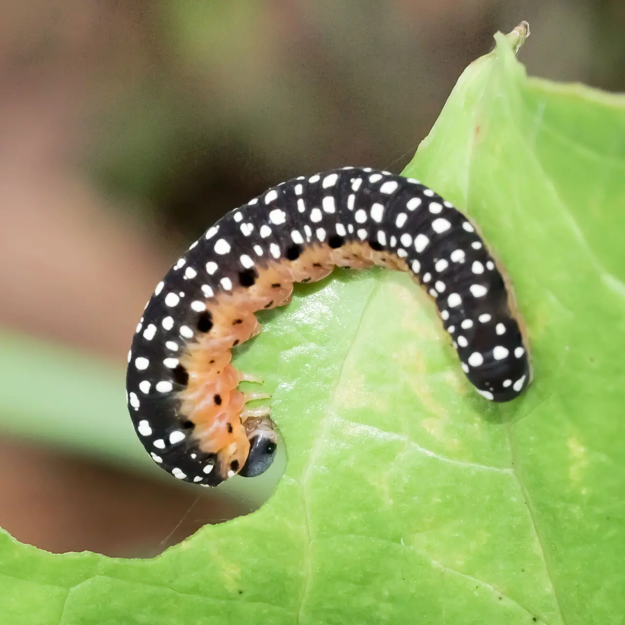 食事中のトガリハチガタハバチ