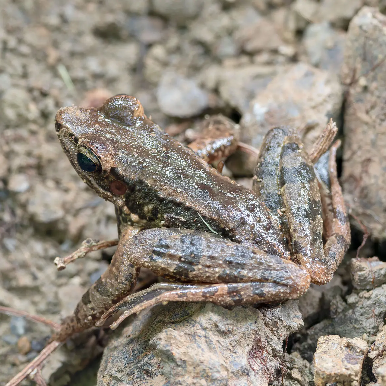 アマミハナサキガエル