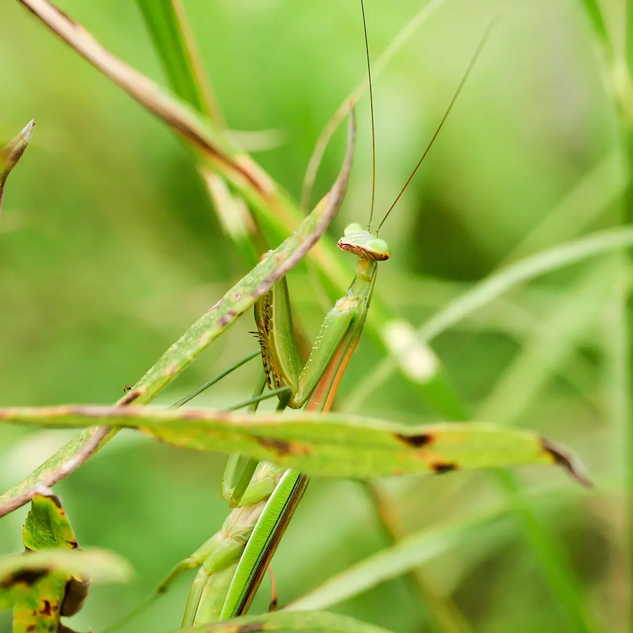 草むらに隠れるオオカマキリ