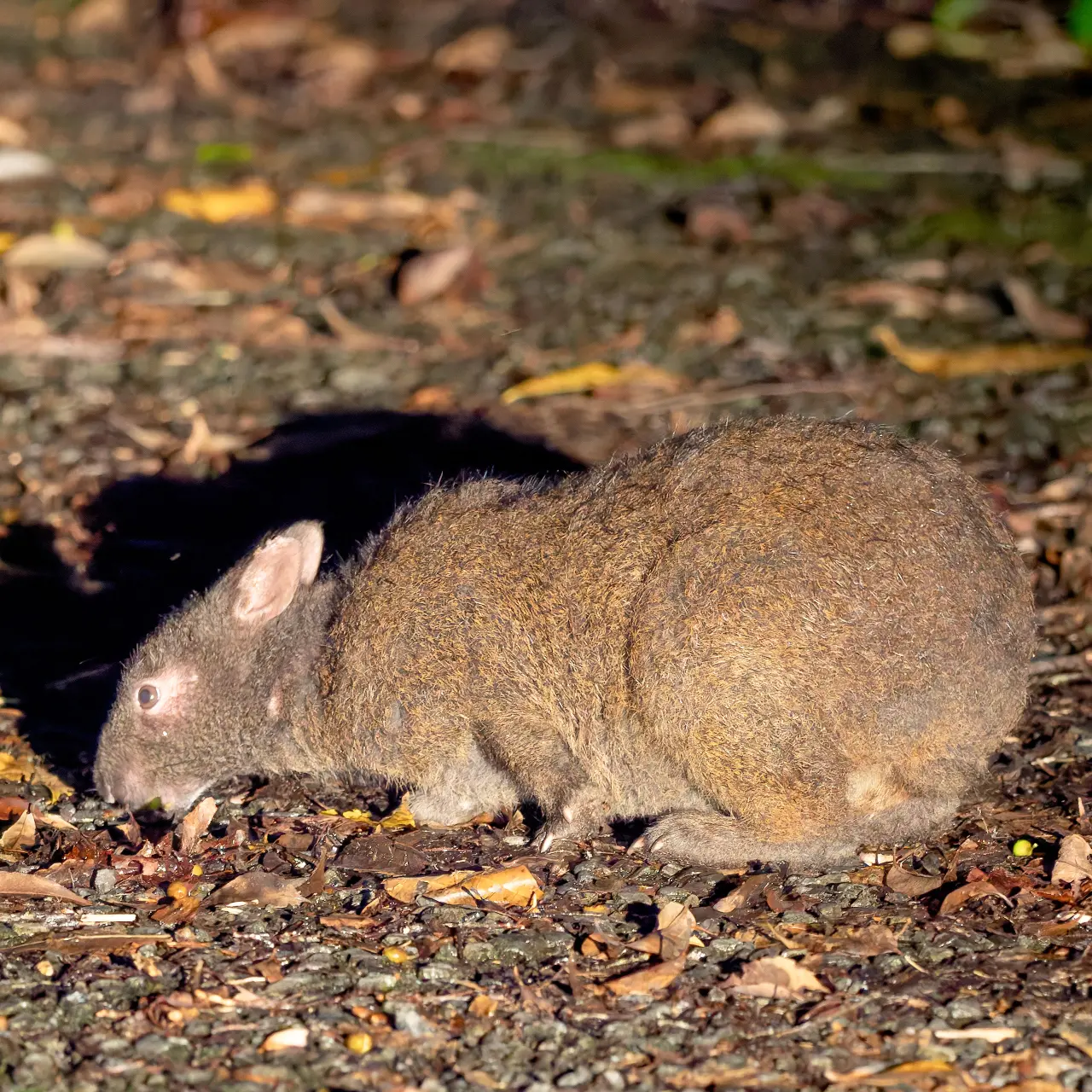 アマミノクロウサギ