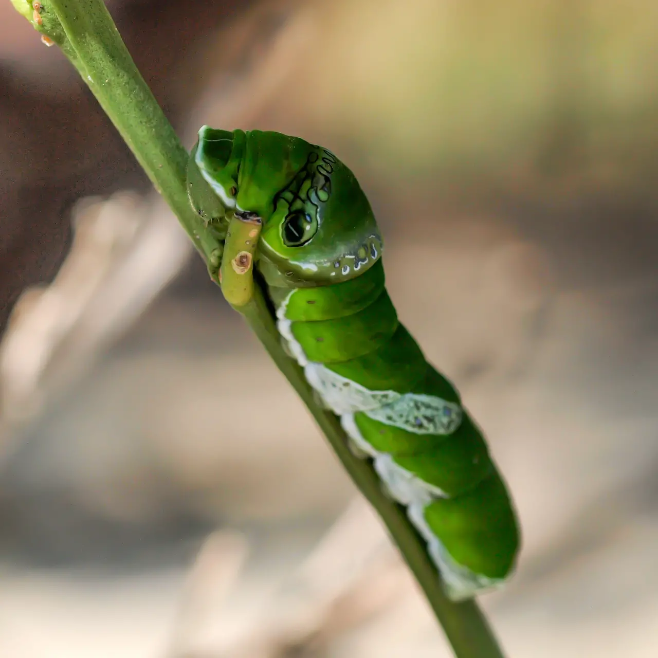 枝でじっとするナガサキアゲハの幼虫