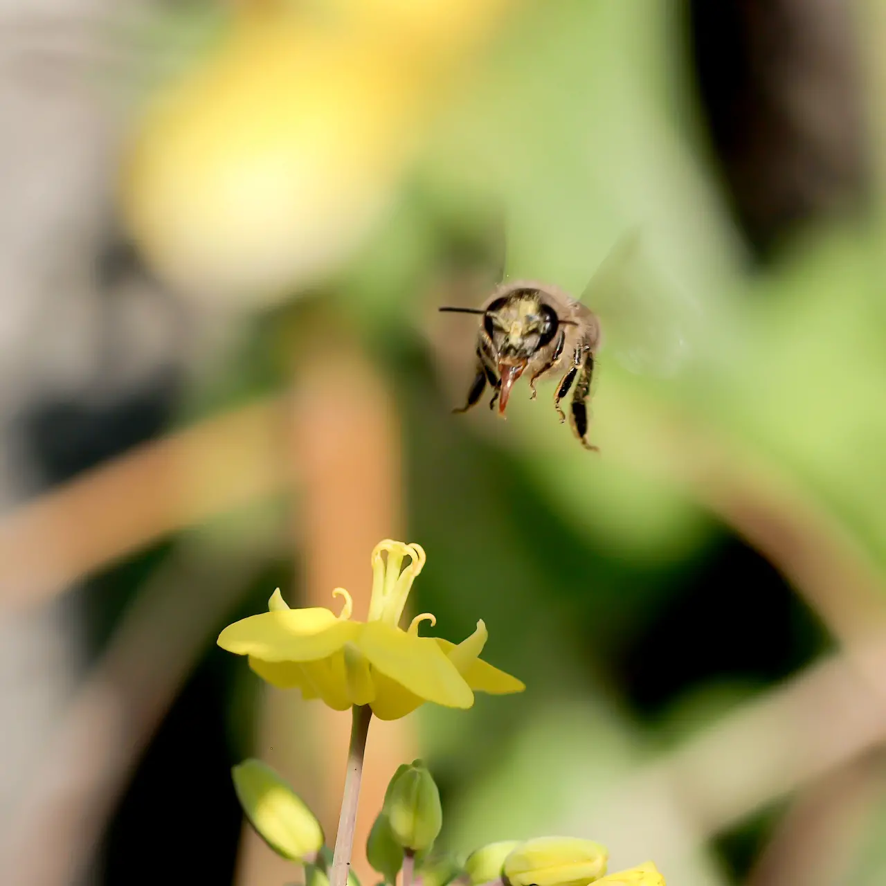 花に着陸する寸前のニホンミツバチ