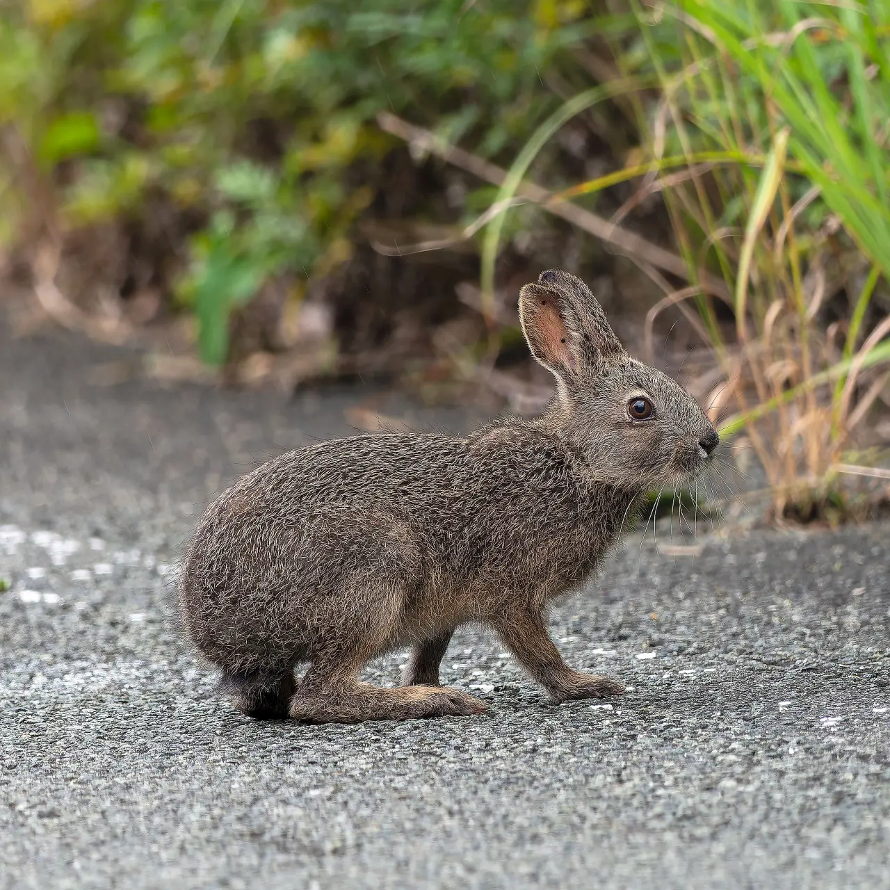 ニホンノウサギ