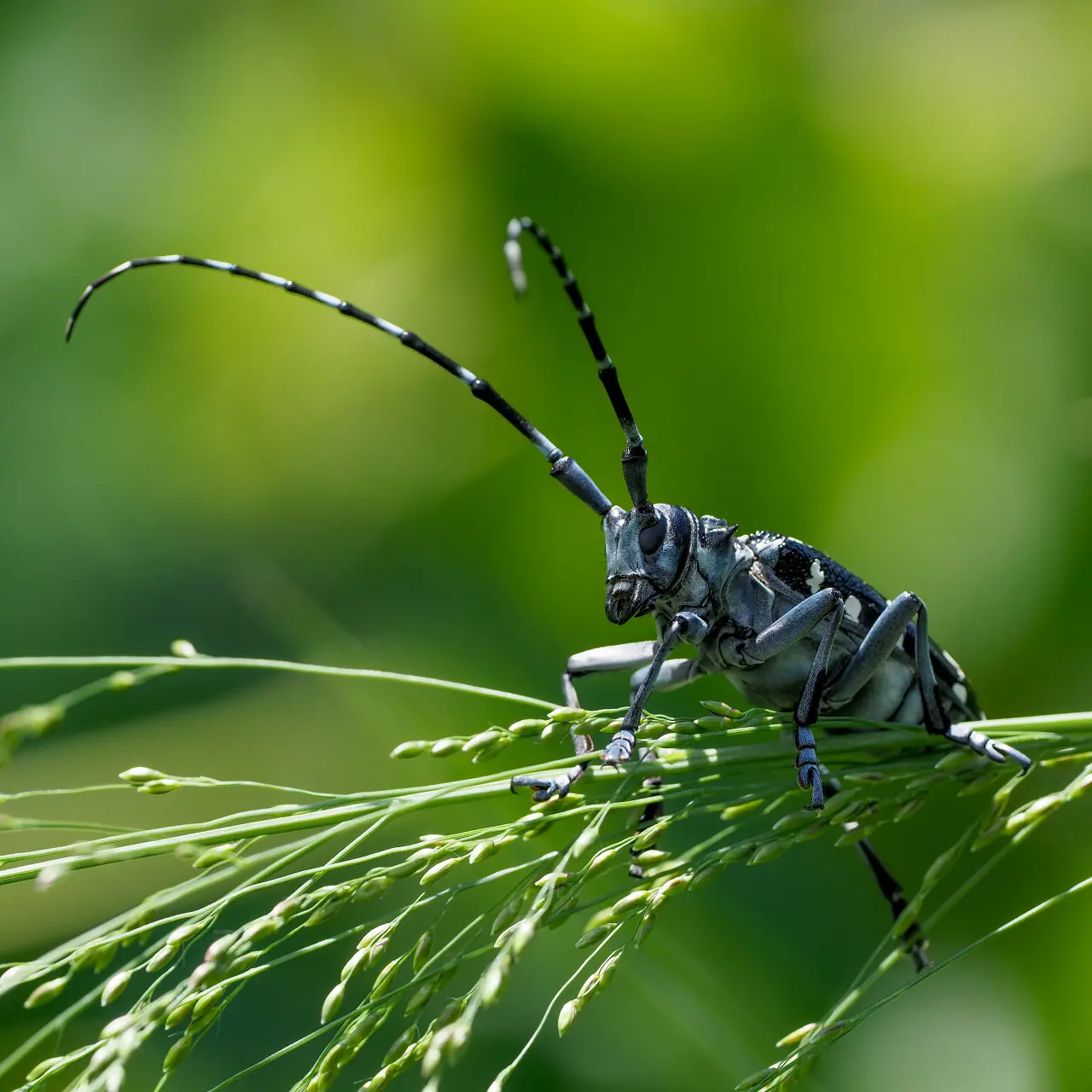 タイワンゴマダラカミキリ