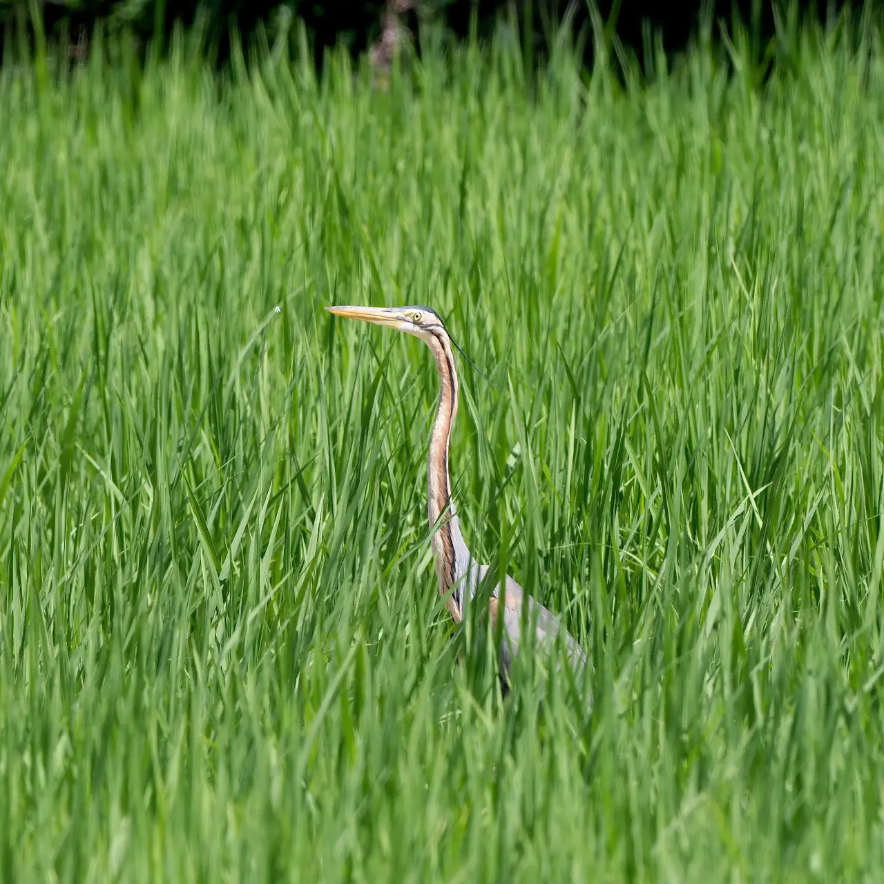 ムラサキサギ