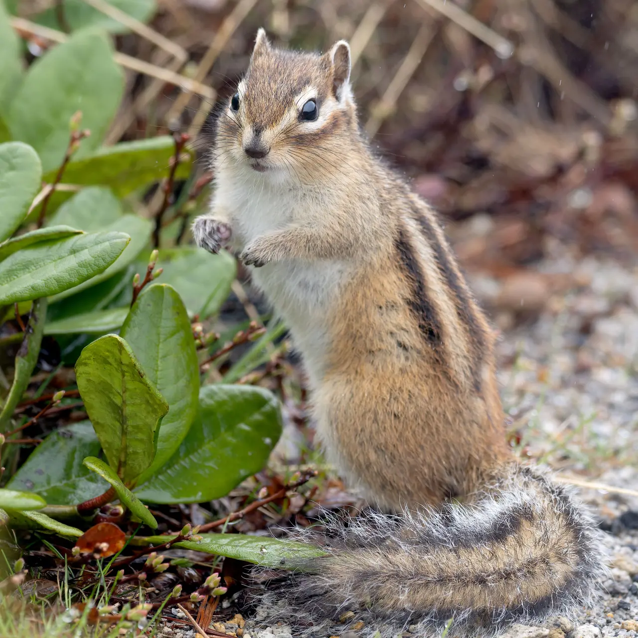 エサ探しをするエゾシマリス