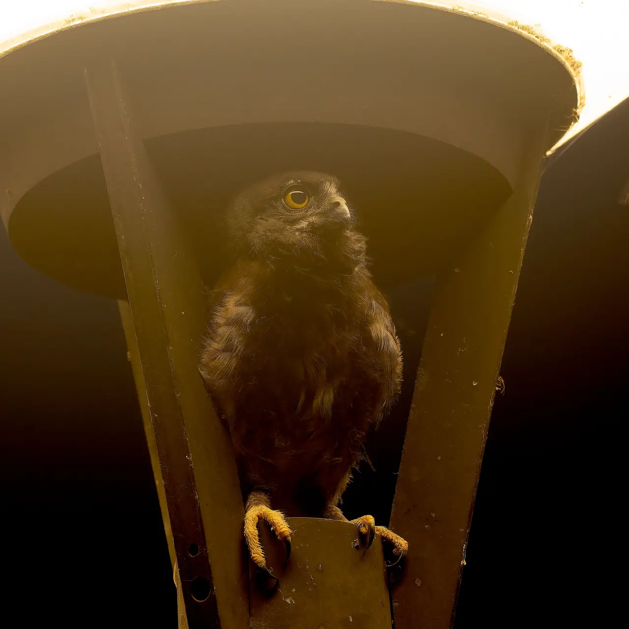 飛行訓練をするアオバズクの雛