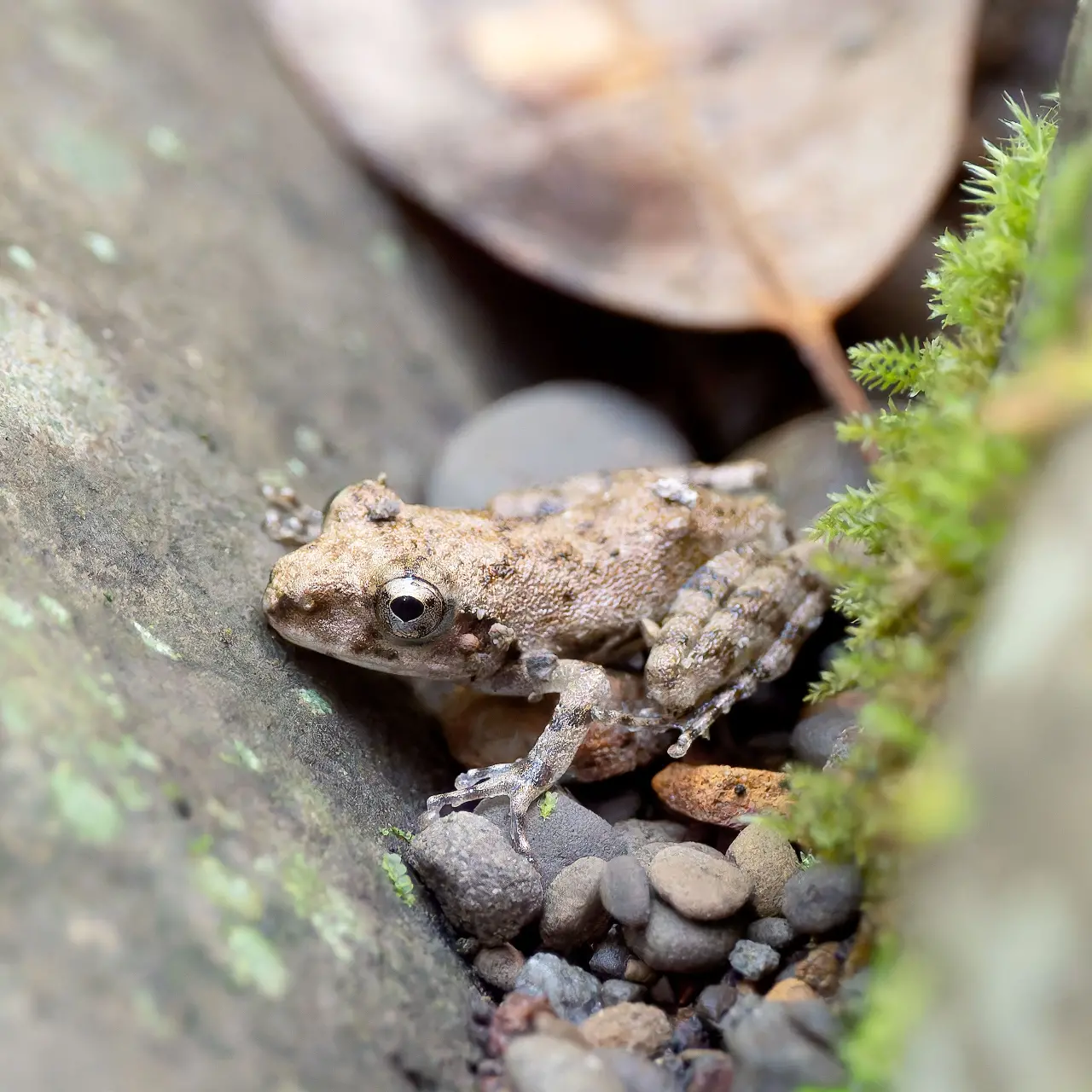 カジカガエル