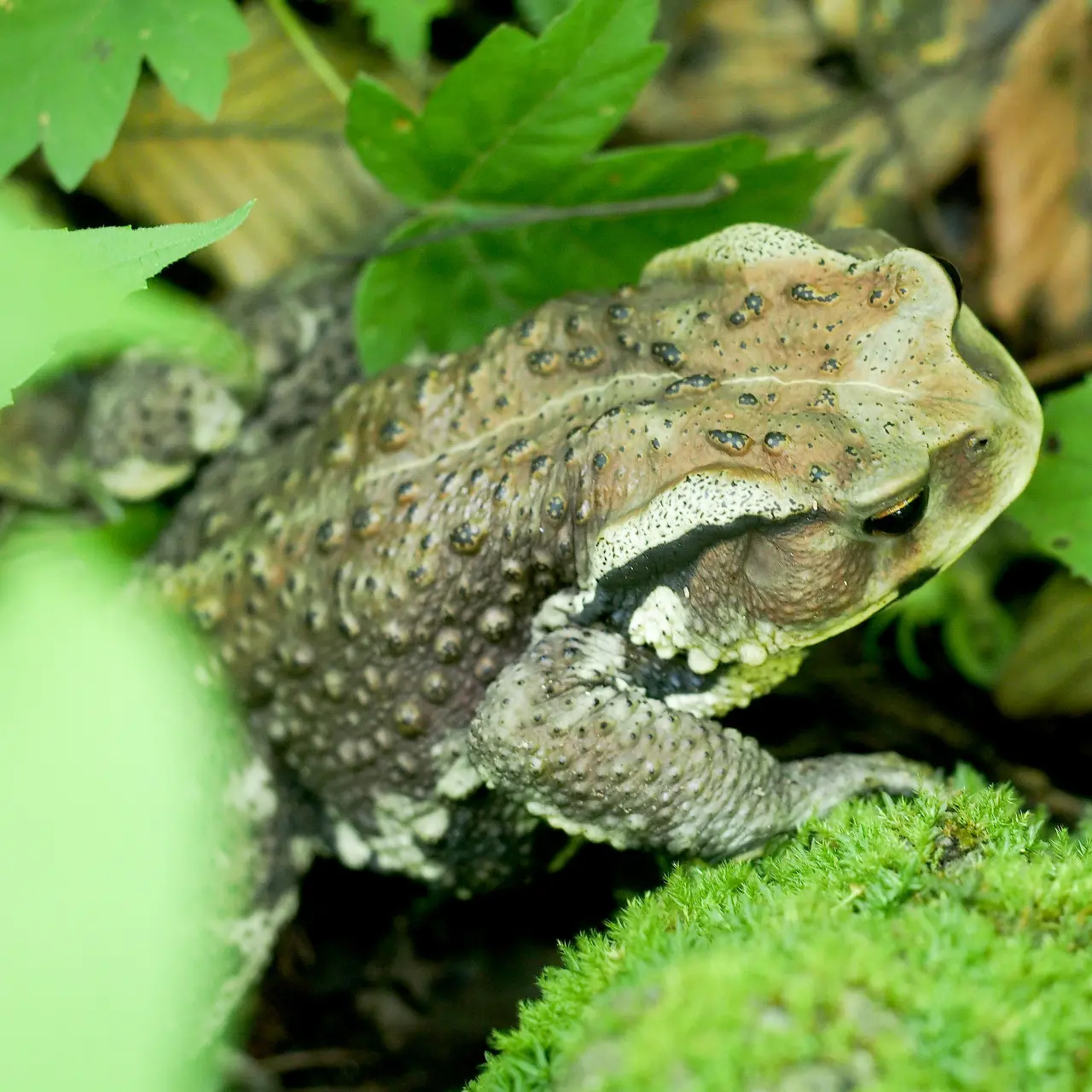 ニホンヒキガエル