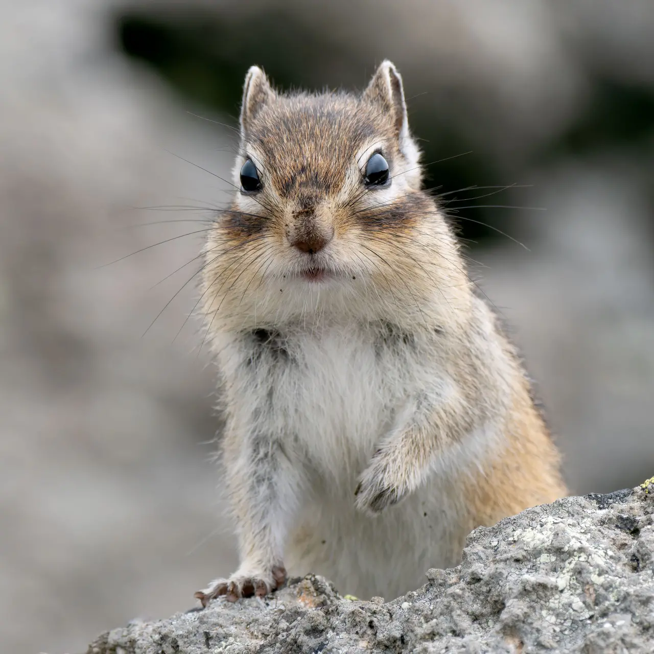 目の前できょとんとするエゾシマリス