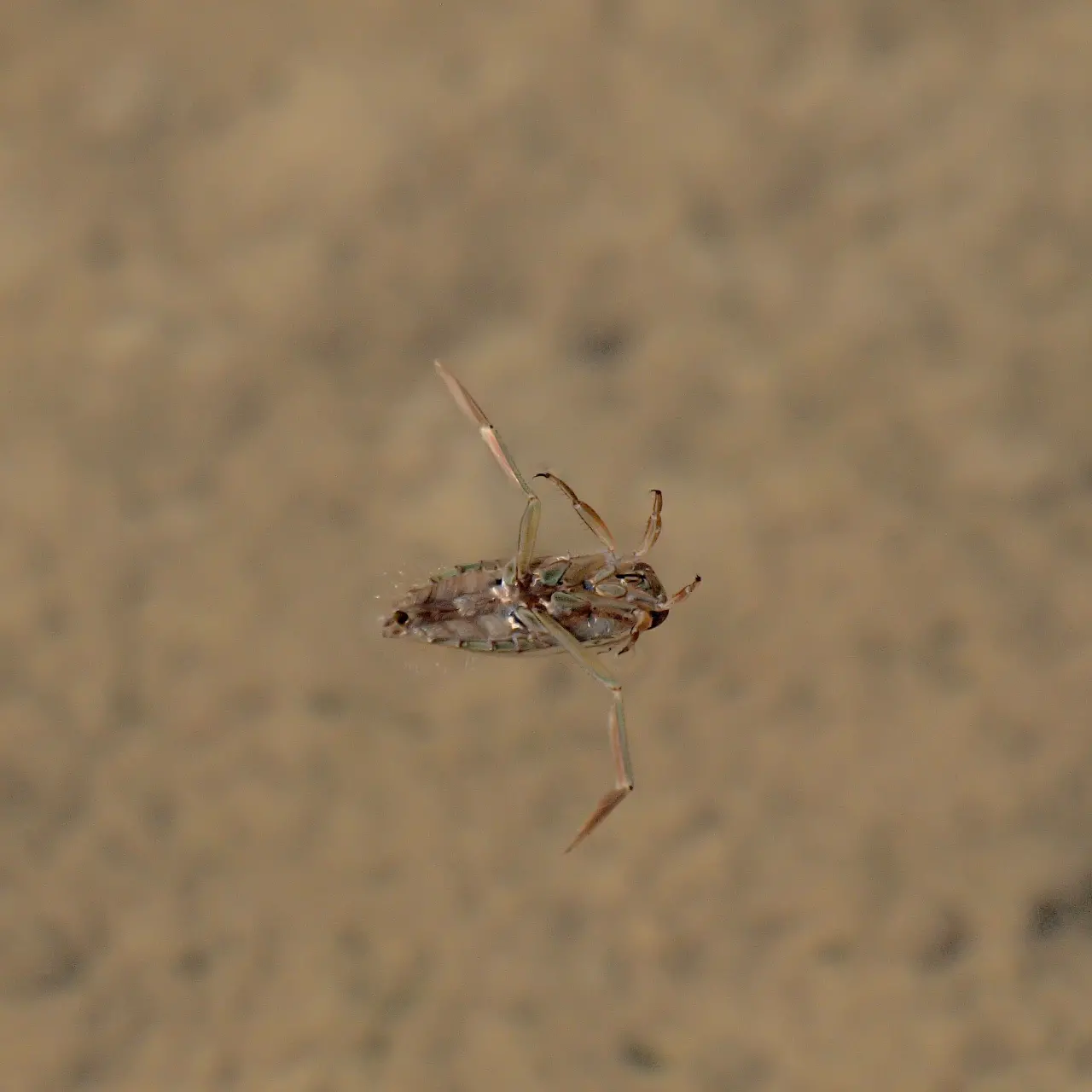 水面を泳ぐマツモムシ