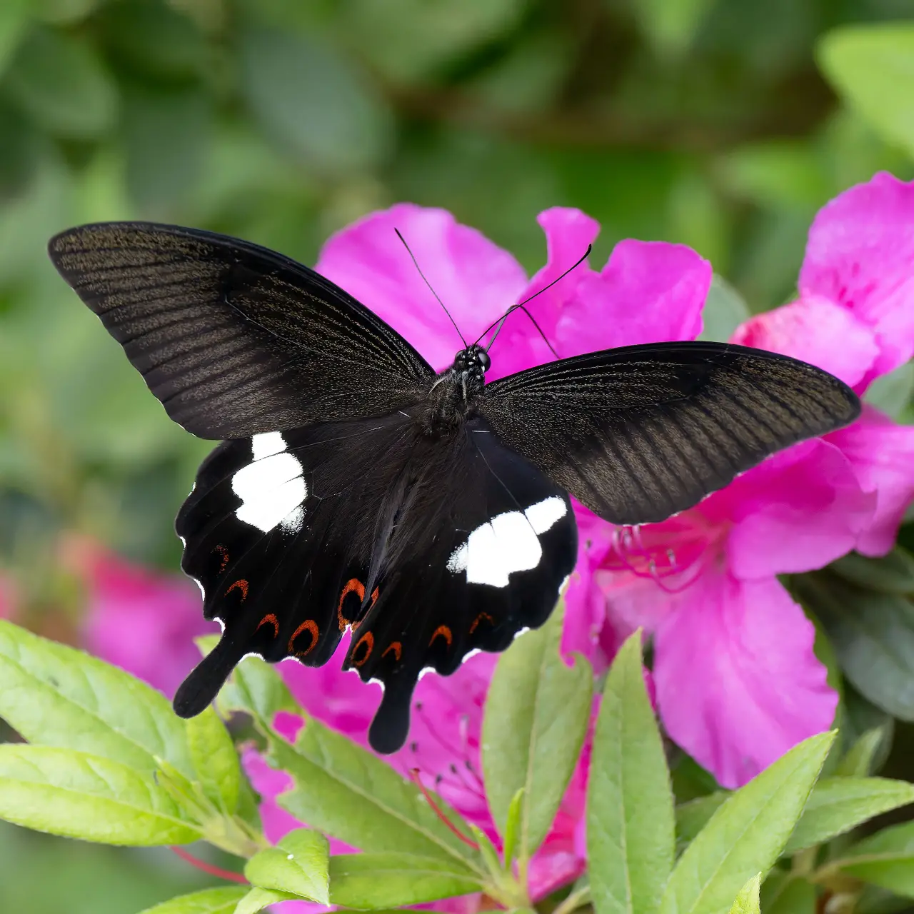 ツツジの蜜を求めて飛ぶモンキアゲハ