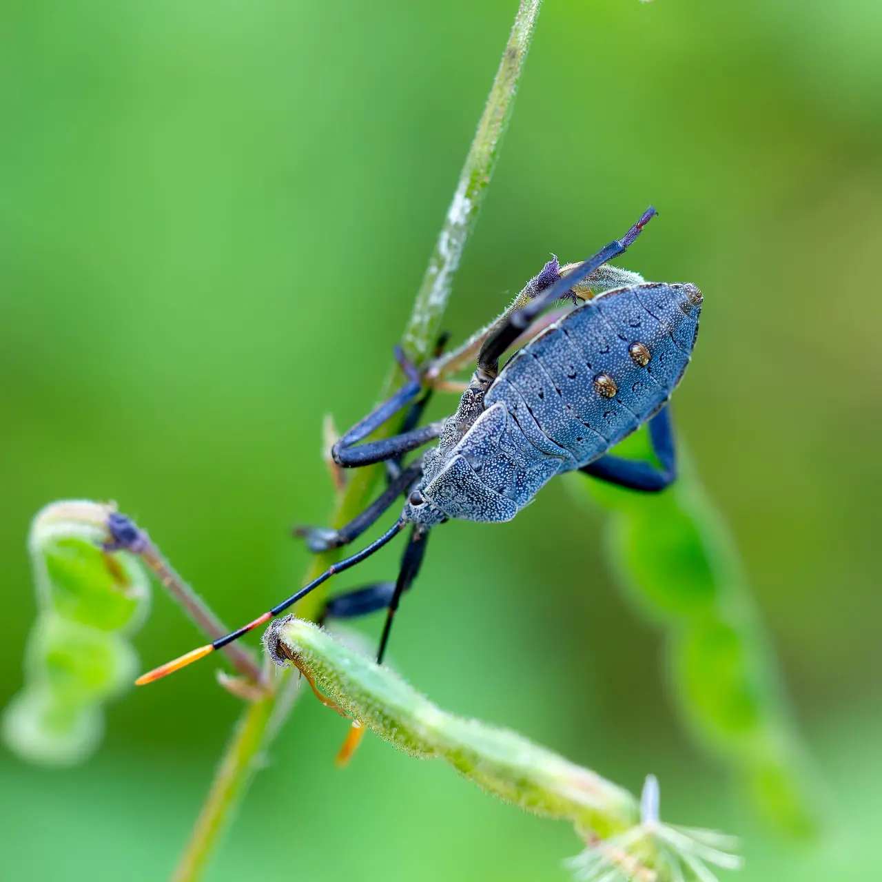 アシブトヘリカメムシの幼虫