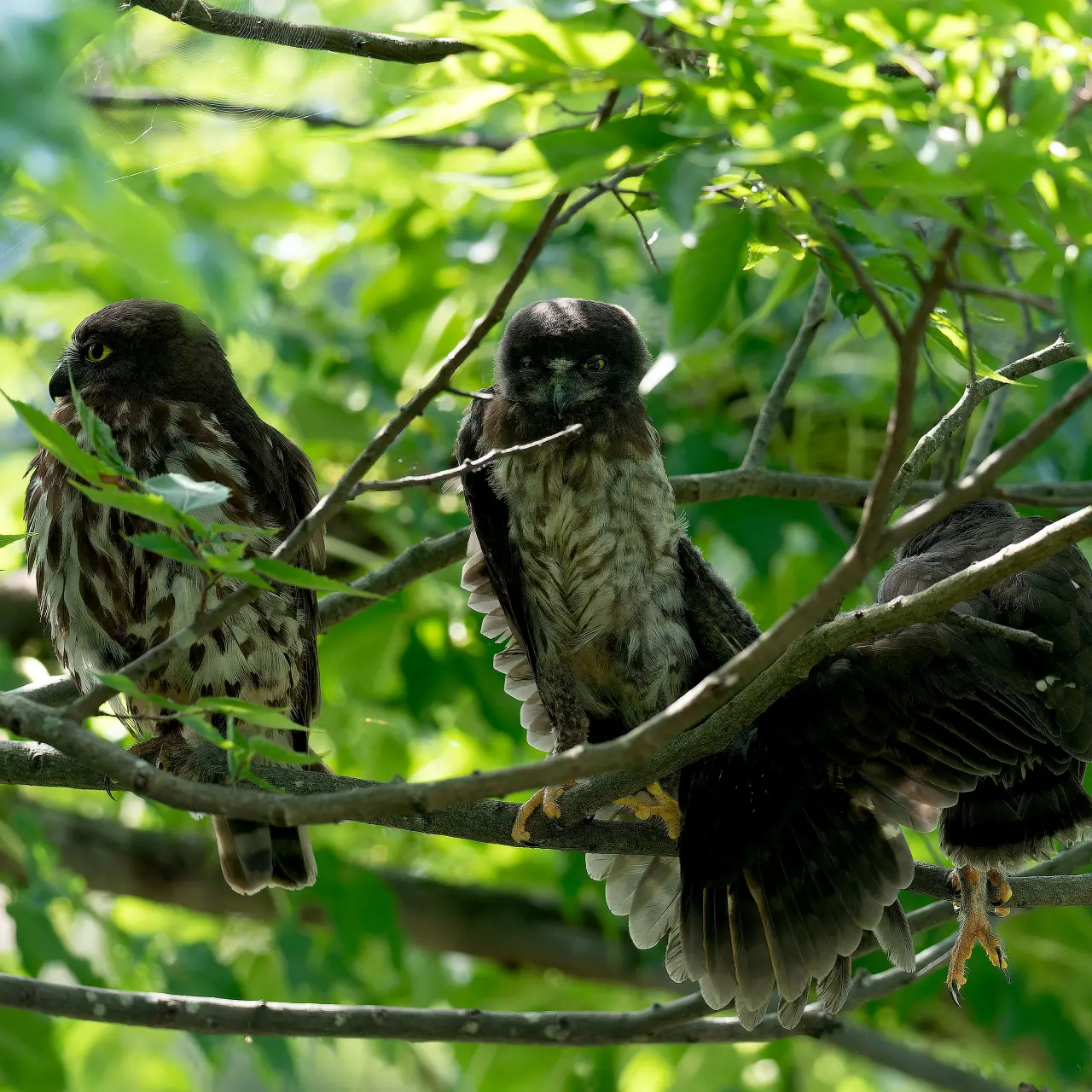 巣立ちが近いアオバズクの親子