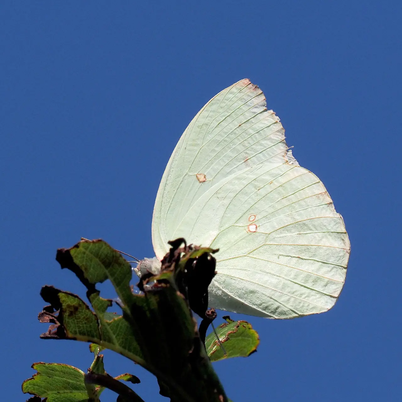 ウスキシロチョウ