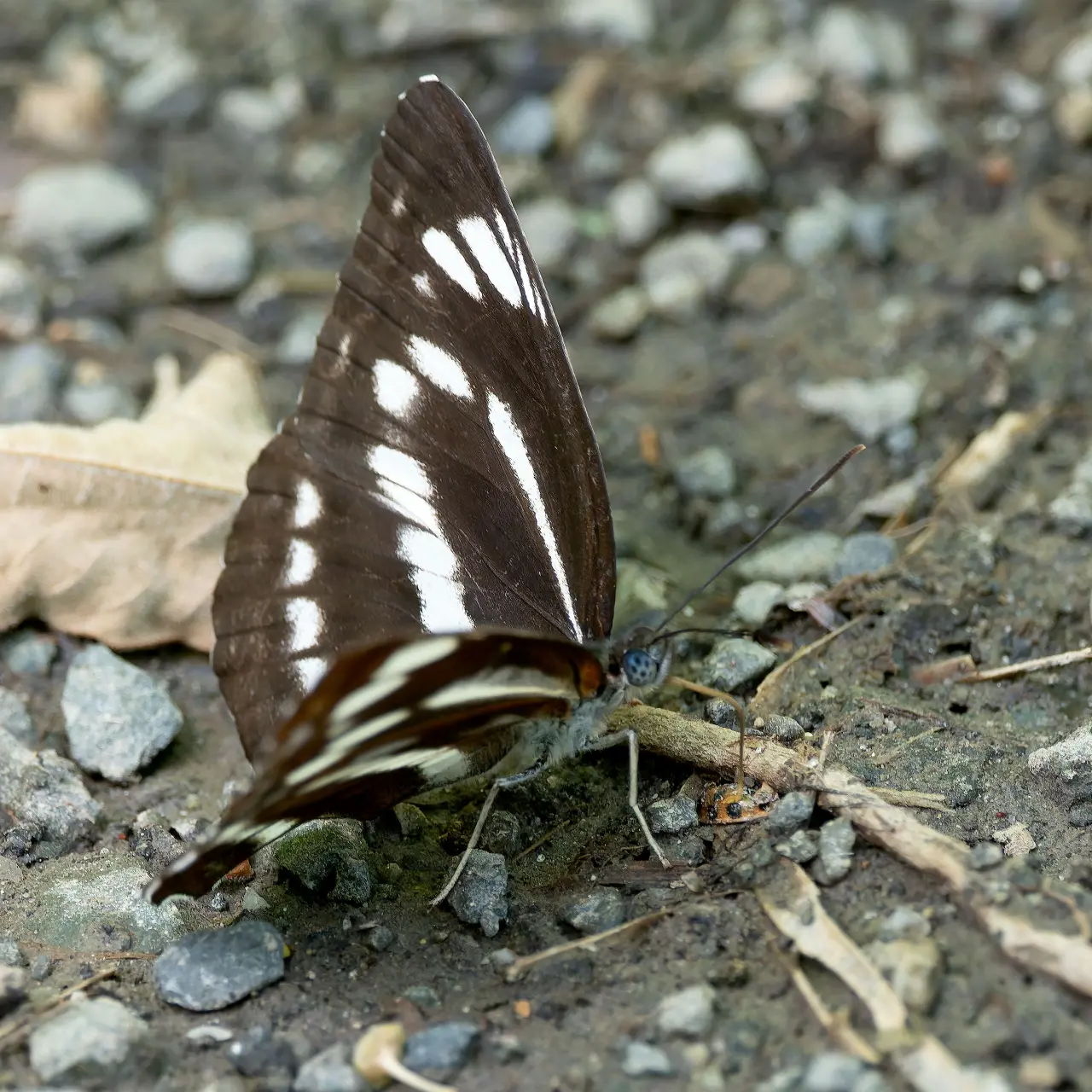 地面で給水するミスジチョウ