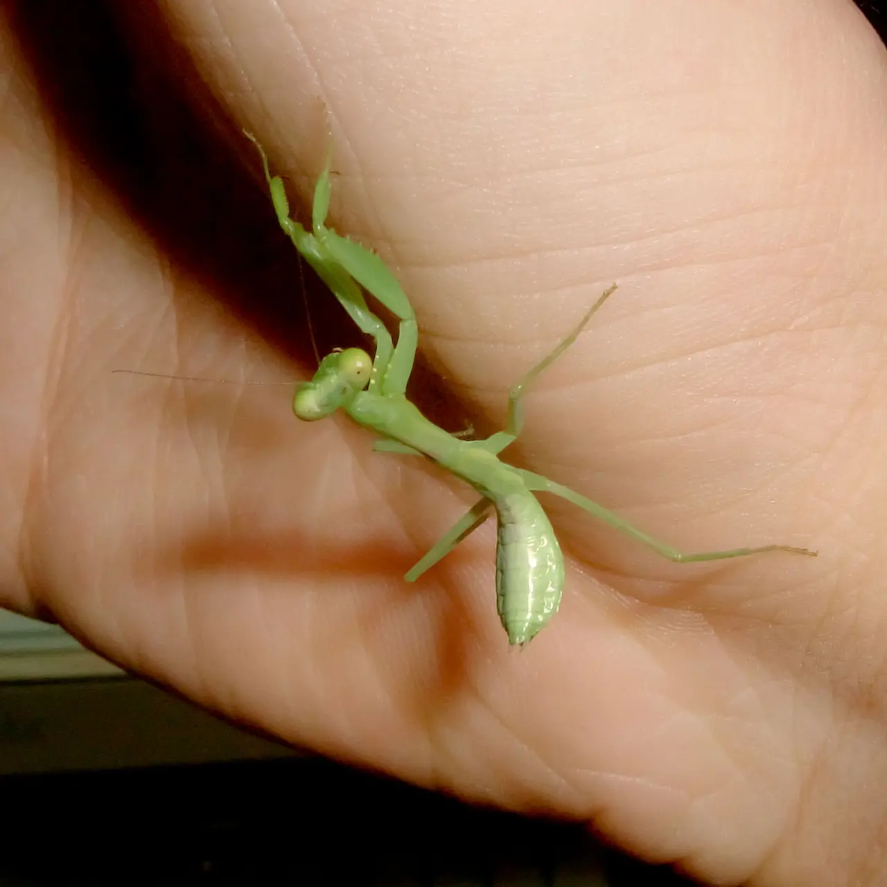 手のひらに載せて撮影したハラビロカマキリの幼虫