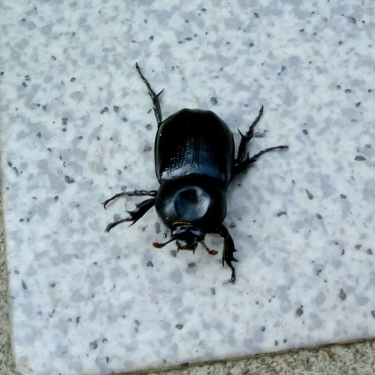 コカブト