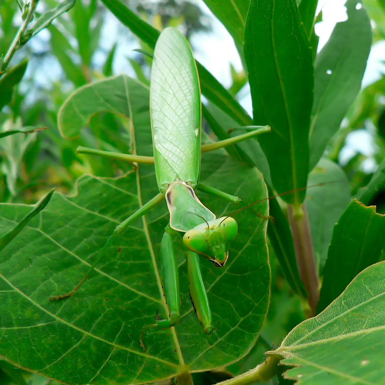 ハラビロカマキリ