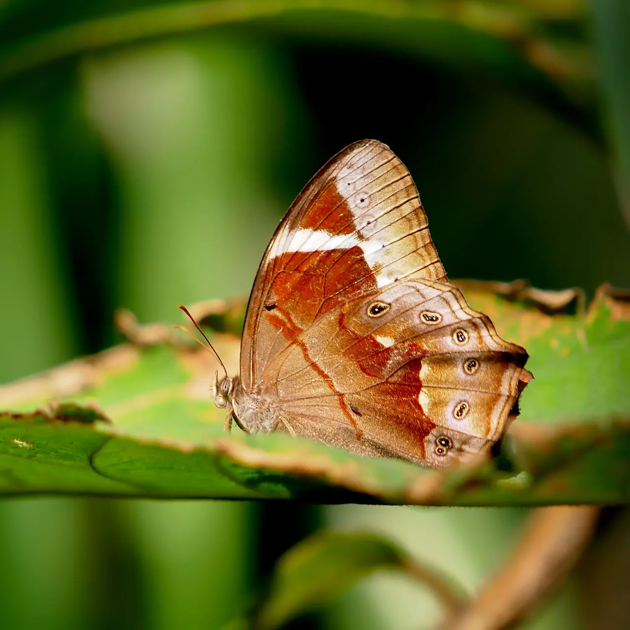 メスチャヒカゲ