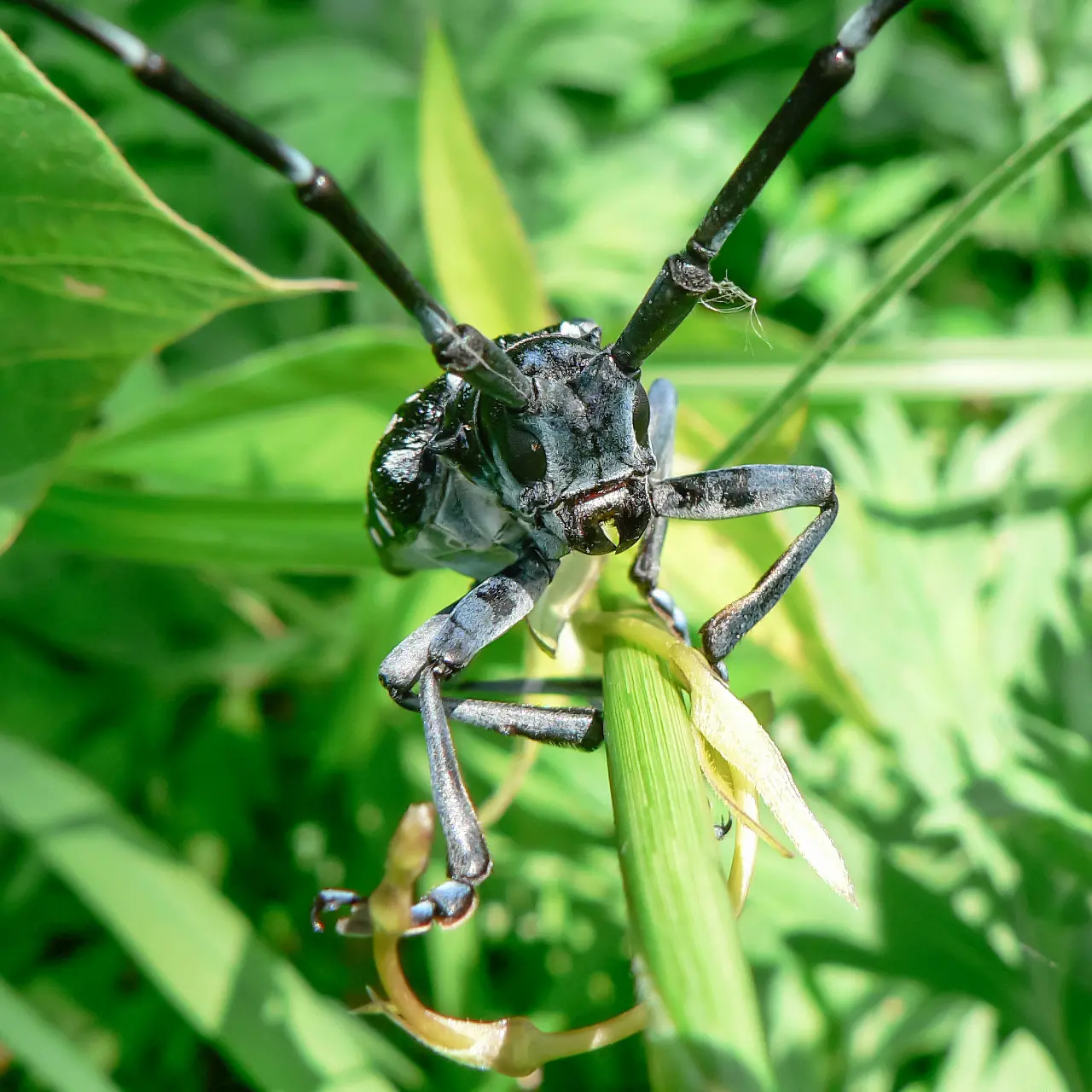 草の茎を歩くゴマダラカミキリ
