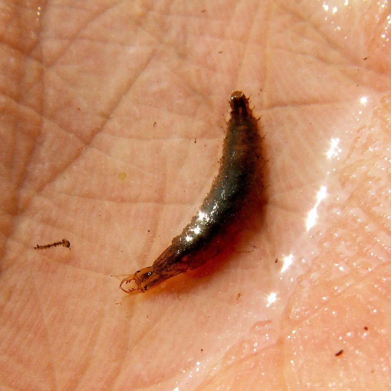手で掬ったコガムシの幼虫