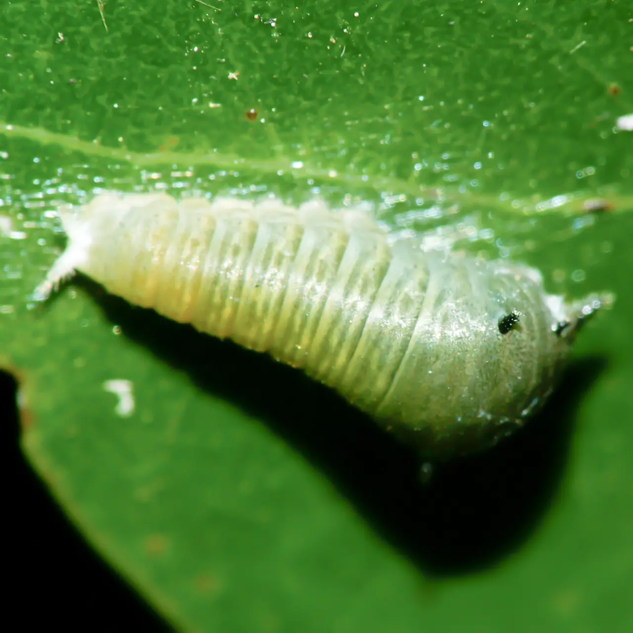 葉の裏でじっとするアオスジアゲハの幼虫