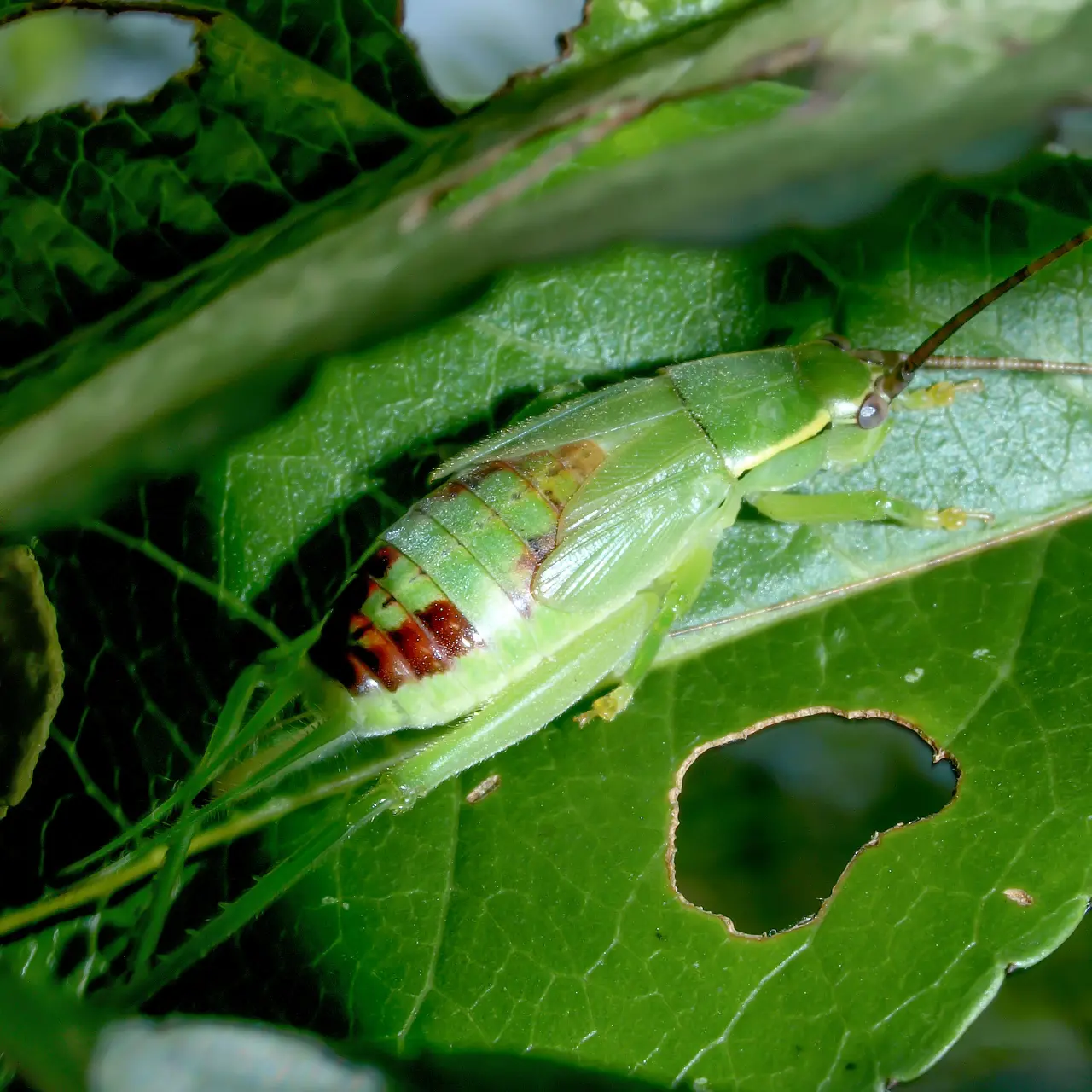 葉の上で佇むアオマツムシの幼虫