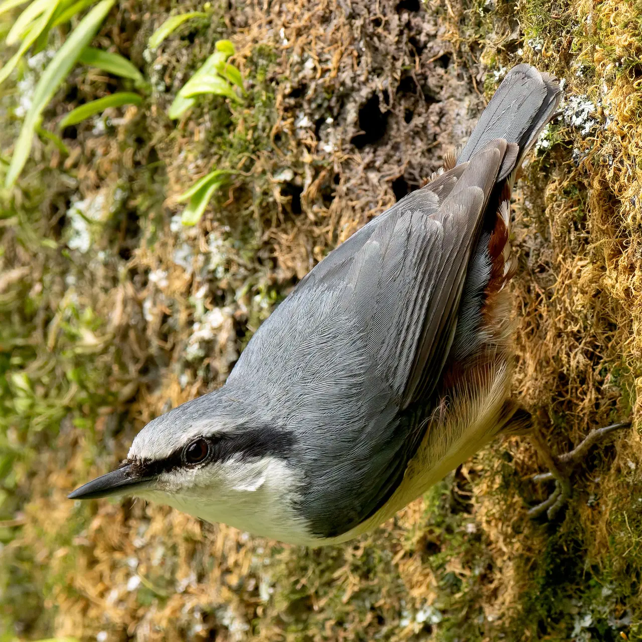 ゴジュウカラ、お決まりのポーズをする