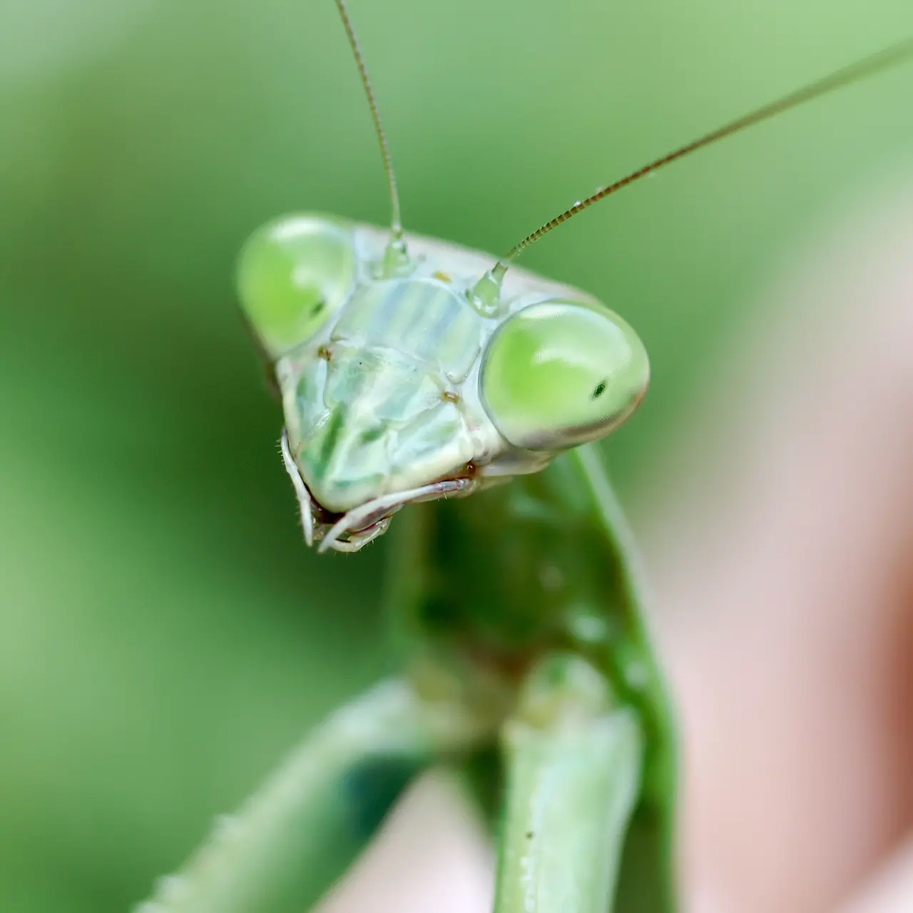 手で摘まんだオオカマキリ メス