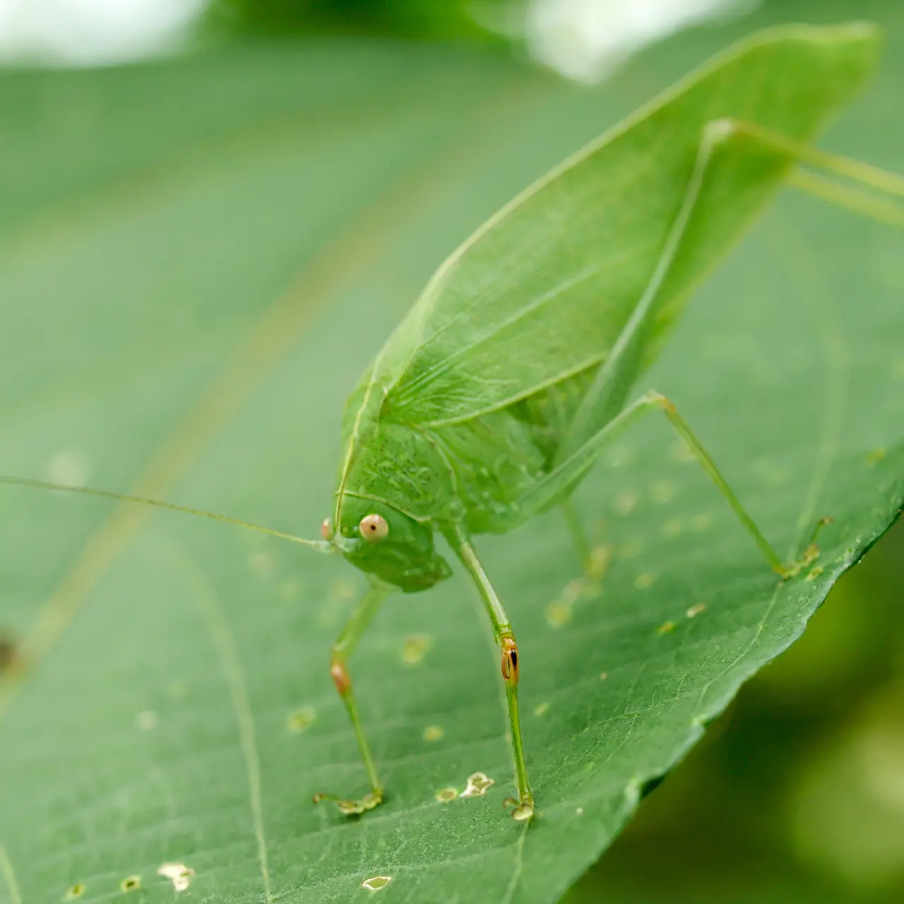 葉の上で佇むヒメクダマキモドキ