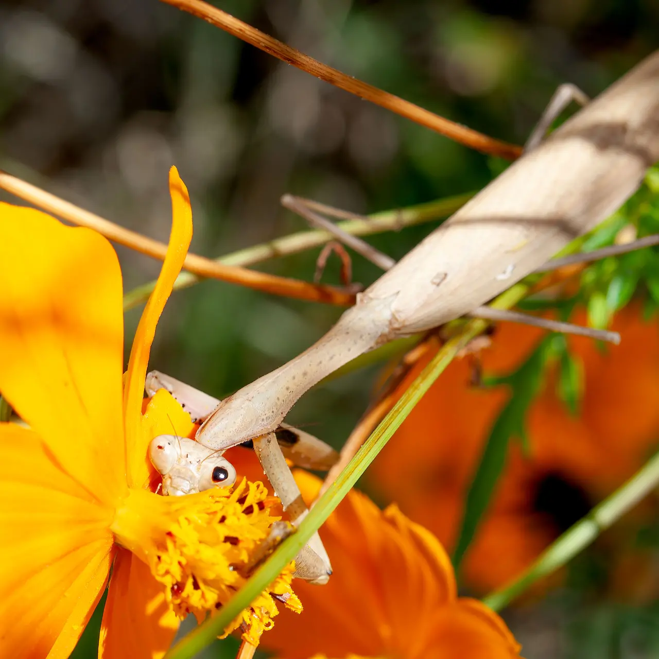 花を食べてる？コカマキリ