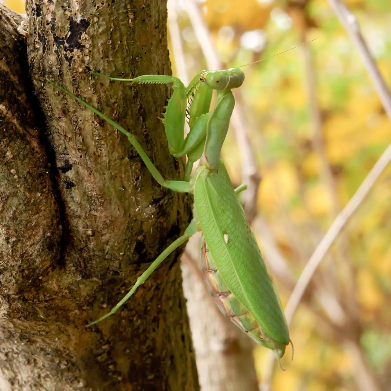 木にしがみつくハラビロカマキリ